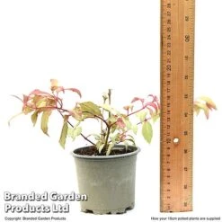 Fuchsia 'Tom Thumb' (Hardy) -Garden Supplies Sale FUCH TOMTH10CM T49944