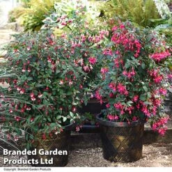 Fuchsia Whip Trio -Garden Supplies Sale FUCH WHIPCOLL T41436