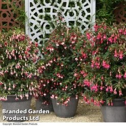 Fuchsia Whip Trio -Garden Supplies Sale FUCH WHIPTRIO T44433