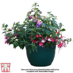 Fuchsia Trailing Pre-Planted Basket -Garden Supplies Sale Fuchsia