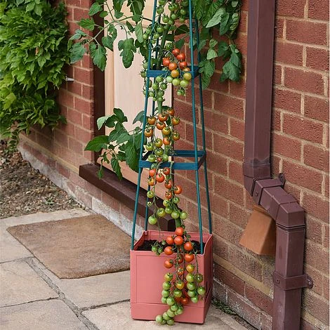 Garden Grow Self Watering Tomato Tower 2 Garden Grow Self Watering Tomato Tower - Image 2