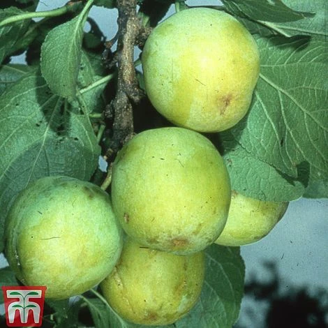 Gage 'Reine Claude D´Oullins' 2 Gage 'Reine Claude D´Oullins' - Image 2