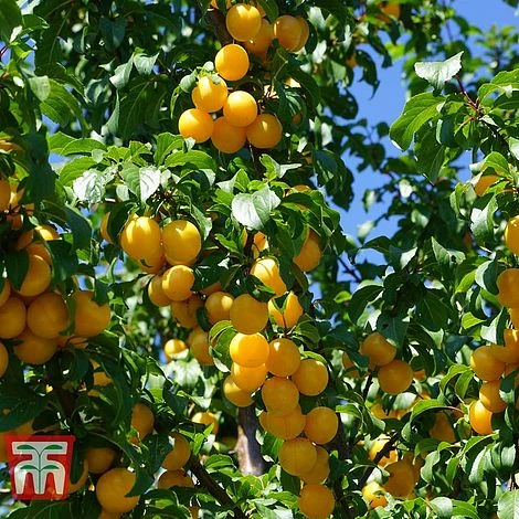 Gage 'Reine Claude D´Oullins' 1 Gage 'Reine Claude D´Oullins'