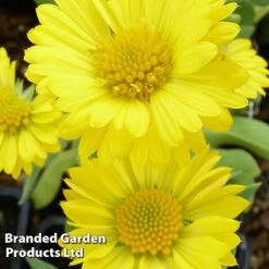 Gaillardia Aristata Mesa Yellow -Garden Supplies Sale GAIL 64156 C