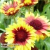 Gaillardia 'Torchlight'