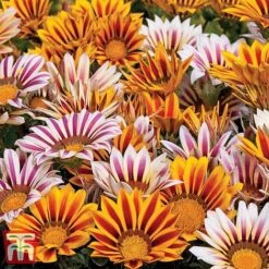 Garden Ready Bedding Collection -Garden Supplies Sale GARD KB3128 C