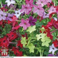 Garden Ready Bedding Collection -Garden Supplies Sale GARD KB3128 E