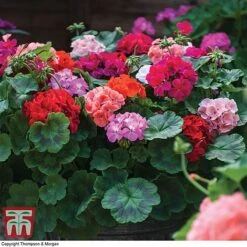 Garden Ready Container Collection -Garden Supplies Sale GARD T57590P C