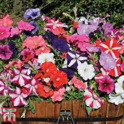 Garden Ready Container Collection -Garden Supplies Sale GARD T57590P D