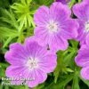 Geranium Sanguineum Vision Violet