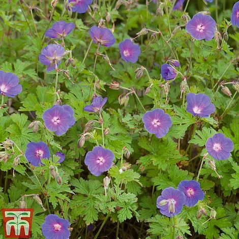 Hardy Geranium Collection 3 Hardy Geranium Collection - Image 3