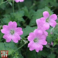 Hardy Geranium Collection 8 Hardy Geranium Collection -Garden Supplies Sale GERA T80199 E