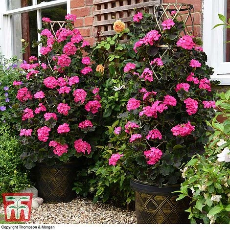 Geranium 'Tall Dark & Handsome Hot Pink' 1 Geranium 'Tall Dark & Handsome Hot Pink'