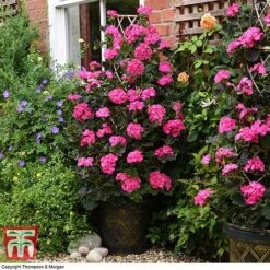 Geranium 'Tall Dark & Handsome Hot Pink' 8 Geranium 'Tall Dark & Handsome Hot Pink' -Garden Supplies Sale GERA WKB6588 B