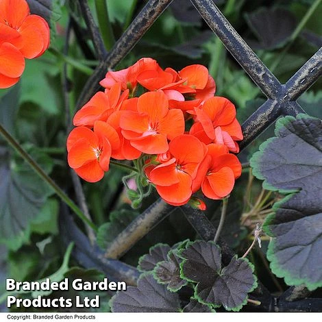 Geranium 'Tall Dark & Handsome Orange' 3 Geranium 'Tall Dark & Handsome Orange' - Image 3