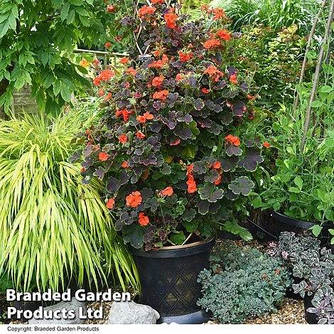 Geranium 'Tall Dark & Handsome Orange' 1 Geranium 'Tall Dark & Handsome Orange'