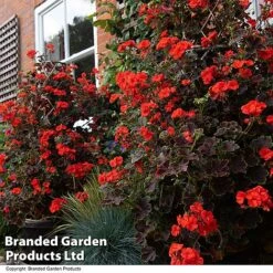 Geranium 'Tall Dark & Handsome Orange' 10 Geranium 'Tall Dark & Handsome Orange' -Garden Supplies Sale GERA TALLDKHSM T33985