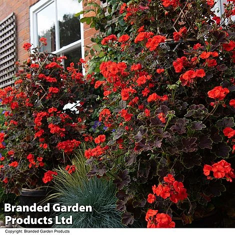 Geranium 'Tall Dark & Handsome Orange' 4 Geranium 'Tall Dark & Handsome Orange' - Image 4