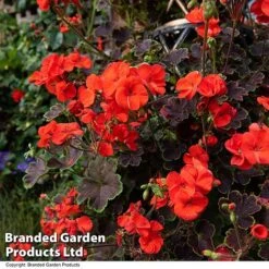 Geranium 'Tall Dark & Handsome Orange' 11 Geranium 'Tall Dark & Handsome Orange' -Garden Supplies Sale GERA TALLDKHSM T33987