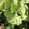 Ginkgo Biloba 'Fastigiata Blagon'