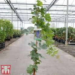 Grape 'Cabernet Sauvignon' -Garden Supplies Sale GRAP TKA3700 A