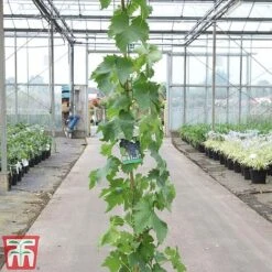 Grape 'Muscat Hamburg' -Garden Supplies Sale GRAP TKA3708 A