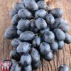 Grape 'Autumn Royal'