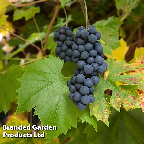 Grape (Vitis) 'Muscat Bleu' 1 Grape (Vitis) 'Muscat Bleu'