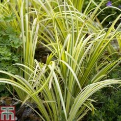 Grass Collection -Garden Supplies Sale GRAS T58571P B