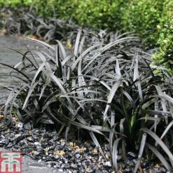 Grass Collection -Garden Supplies Sale GRAS T58571P C