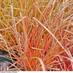Grass Collection -Garden Supplies Sale GRAS T58571P D