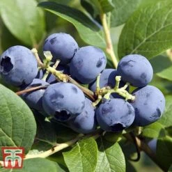 Grow Your Own Bumper Pack -Garden Supplies Sale GROW WKB9279 D