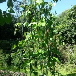 Easy Grow Runner Bean Frame & Climbing Plant Support Trellis - 0.75 X 1.2 X 2.4m H -Garden Supplies Sale GSK2156PIC2