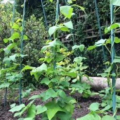 Bean Buddy Heavy Duty Runner Bean Grow Frame - 0.75 X 1.2 X 2.4m H -Garden Supplies Sale GSK2260HDPIC2
