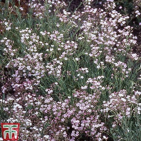 Bare Root Perennial Collection 7 Bare Root Perennial Collection - Image 7