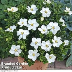 Gardenia Jasminoides 'Kleim's Hardy' -Garden Supplies Sale Gardenia kleim 4