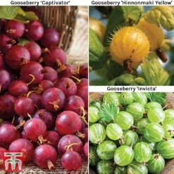 Gooseberry Collection 6 Gooseberry Collection -Garden Supplies Sale Gooseberry Coll 2