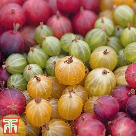 Gooseberry Collection 1 Gooseberry Collection