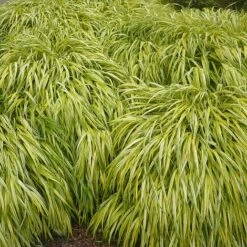 Hakonechloa Macra 'Aureola' -Garden Supplies Sale HAKO T58374 B h