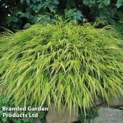 Summer Grass Trio -Garden Supplies Sale HAKO MACAUALBA S43308