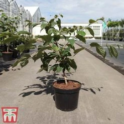 Hamamelis X Intermedia 'Orange Beauty' -Garden Supplies Sale HAMA TKA3148 A