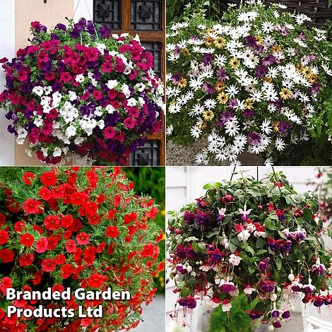 Hanging Basket Mixed Collection 1 Hanging Basket Mixed Collection