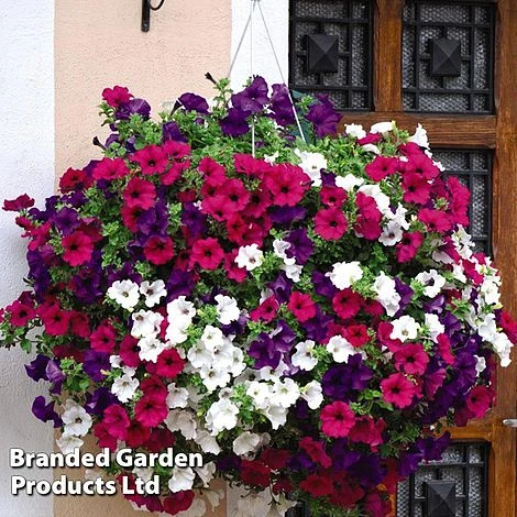 Hanging Basket Mixed Collection 4 Hanging Basket Mixed Collection - Image 4