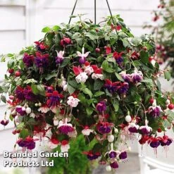 Hanging Basket Mixed Collection 10 Hanging Basket Mixed Collection -Garden Supplies Sale HANG KC9913 D