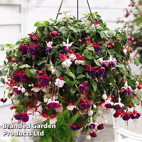 Hanging Basket Mixed Collection 3 Hanging Basket Mixed Collection - Image 3