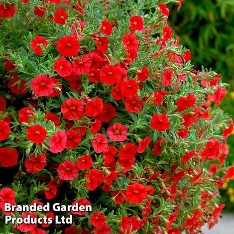 Hanging Basket Mixed Collection 8 Hanging Basket Mixed Collection - Image 8