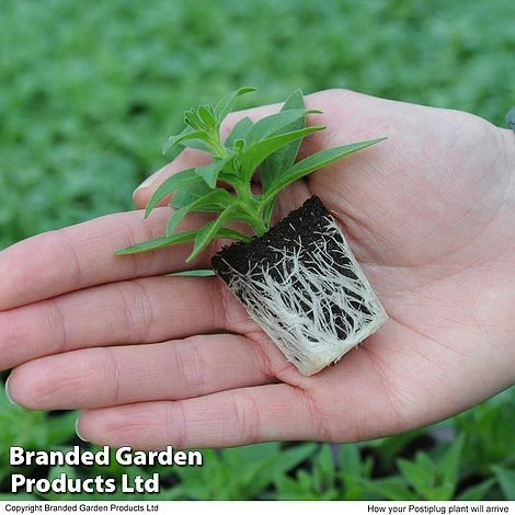 Hanging Basket Mixed Collection 2 Hanging Basket Mixed Collection - Image 2