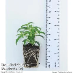 Hanging Basket Mixed Collection 13 Hanging Basket Mixed Collection -Garden Supplies Sale HANG KC9913 H