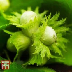 Hazelnut 'Kentish Cob' (Filbert) -Garden Supplies Sale HAZE CWW3407 C