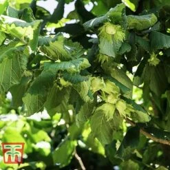 Corylus Avellana (Hedging) 7 Corylus Avellana (Hedging) -Garden Supplies Sale HAZE KB3244 A